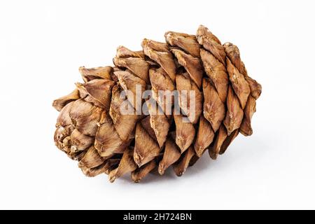 pine cone isolated on white background. cedar Stock Photo