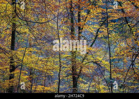 Colourful autumn Beech trees at Symonds Yat Rock,  Forest of Dean, Herefordshire, England Stock Photo