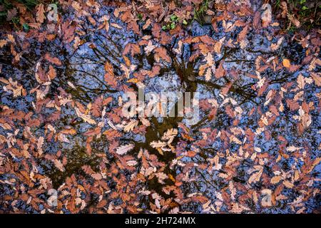 Fallen Oak leaves floating in water in the Forest of Dean, Herefordshire, England Stock Photo