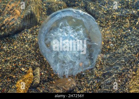 Large jellyfish floating in shallow water in the sea. In the background rocks and small pebbles. Jellyfish in the Black Sea Stock Photo