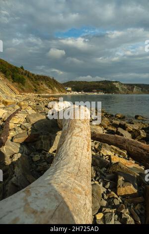 A close-up of a dry tree trunk thrown on a rocky seashore. In the background rocky shores and sky with clouds. Seascape Stock Photo