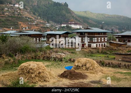 Stacks of rice stray hay in Paro, Bhutan, with traditional farmhouses and the Paro Dzong behind.  At top left is the Ta Dzong watchtower with the Zuri Stock Photo