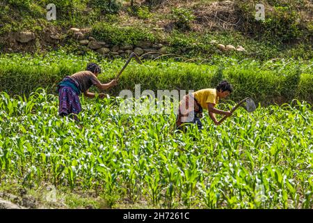 Two women hoe weeds in a corn field near Punakha, Butan. Stock Photo