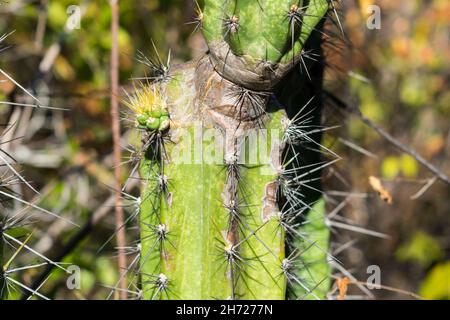 Close up of a mandacaru cactus (Cereus jamacaru) with a growing pup (offshoot) in the caatinga forest - Oeiras, Piaui state, Brazil Stock Photo