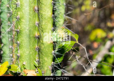 Close up of a mandacaru cactus (Cereus jamacaru) with a growing pup (offshoot) in the caatinga forest - Oeiras, Piaui state, Brazil Stock Photo