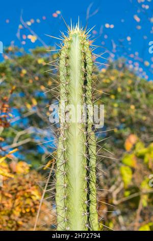 Close up of a mandacaru cactus (Cereus jamacaru) in the caatinga forest - Oeiras, Piaui state, Brazil Stock Photo