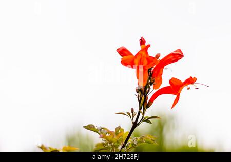 Tecoma capensis wildflower isoated on the white background Stock Photo