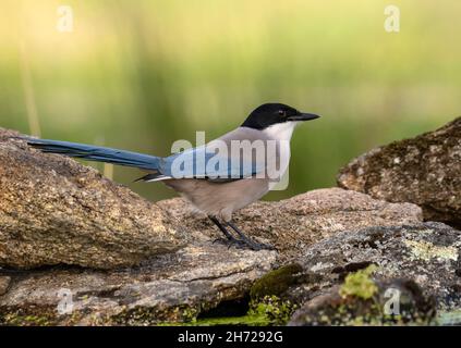 Iberian Magpie Stock Photo