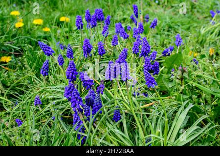 Close up of a group of fresh small blue flowers of Muscari neglectum or common grape hyacinth in a garden in a sunny spring day, floral background pho Stock Photo