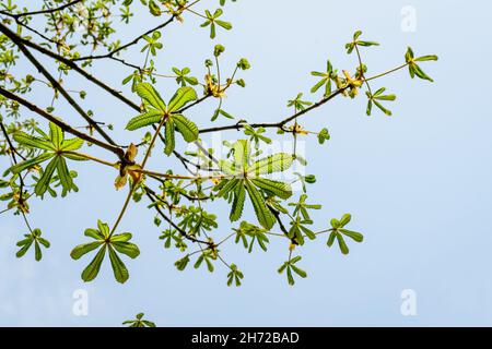 Small fresh green leaves on branches of a Chestnut tree towards clear white cloudy sky, in a garden in a sunny spring day Stock Photo