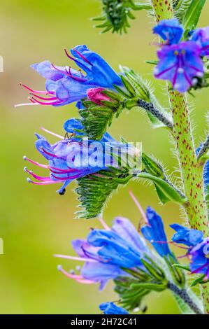 Viper's bugloss / blueweed (Echium vulgare) in flower Stock Photo