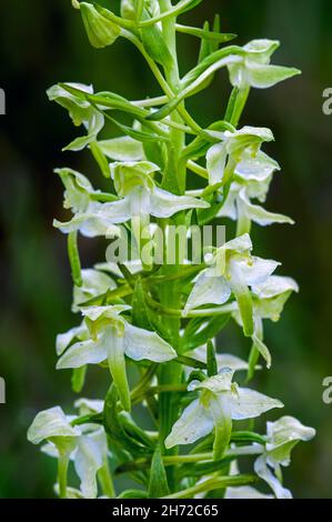 Greater butterfly-orchid (Platanthera chlorantha / Platanthera montana / Orchis chlorantha) in flower Stock Photo