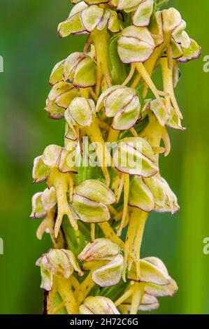 Man orchid (Orchis anthropophora / Aceras anthropophorum) in flower Stock Photo