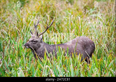 Sika deer / spotted deer / Japanese deer (Cervus nippon) stag foraging in grassland, native to Japan and much of East Asia Stock Photo