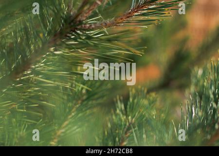 Spruce branch close-up. Winter natural texture. Dark green pine branch in selective focus with blur. Background for design Christmas cards. The concep Stock Photo