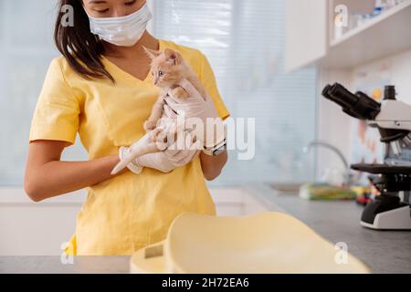 Young female veterinarian taking care of kitten in clinic Stock Photo