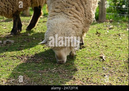 White sheep on a farm full of wool Stock Photo