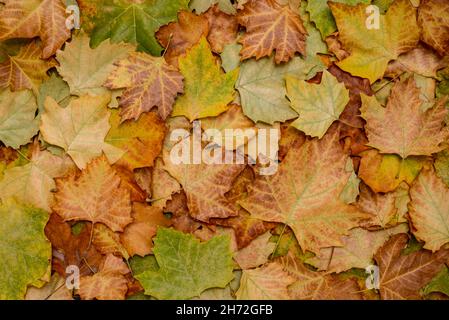 Background of fallen autumn multicolored maple leaves. Stock Photo