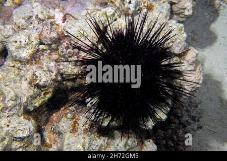 A Long Spined Sea Urchin (Diadema antillarum) in the Red Sea, Egypt Stock Photo
