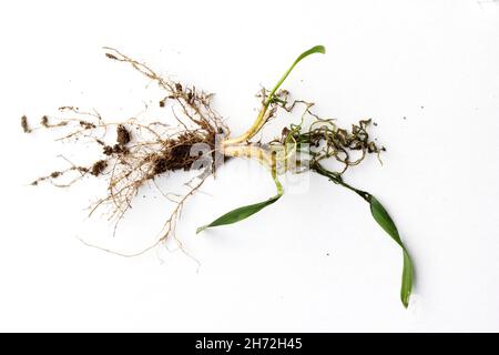 Larva and damaged cereal plant by corn ground beetle (Zabrus tenebrioides) is a species of black ground beetle (Carabidae). A pest in soil Stock Photo