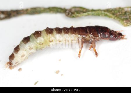 Larva and damaged cereal plant by corn ground beetle (Zabrus tenebrioides) is a species of black ground beetle (Carabidae). A pest in soil Stock Photo