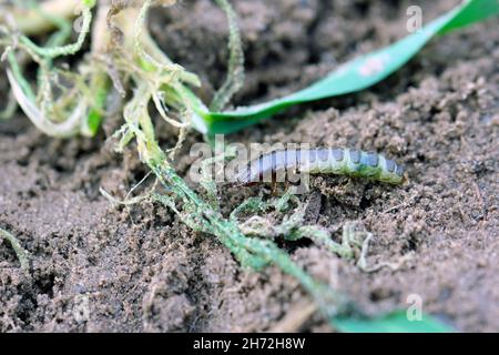 Larva and damaged cereal plant by corn ground beetle (Zabrus tenebrioides) - a pest in soil. It is a species of black ground beetle (Carabidae). Stock Photo