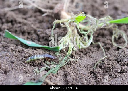 Larva and damaged cereal plant by corn ground beetle (Zabrus tenebrioides) - a pest in soil. It is a species of black ground beetle (Carabidae). Stock Photo