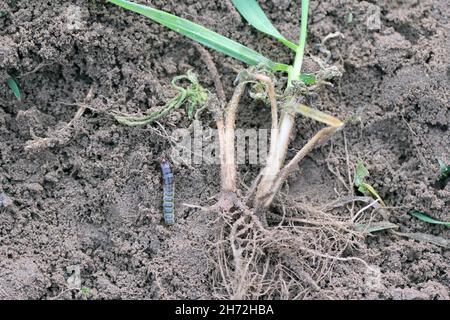 Larva and damaged cereal plant by corn ground beetle (Zabrus tenebrioides) - a pest in soil. It is a species of black ground beetle (Carabidae). Stock Photo