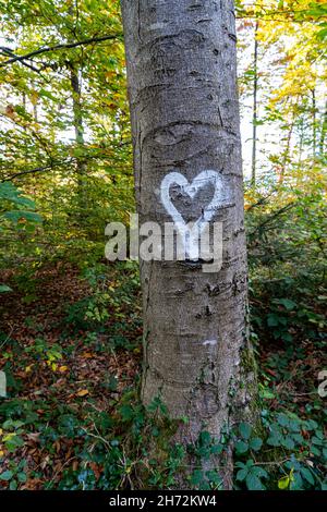 White heart written on the trunk of a tree in the middle of the forest Stock Photo