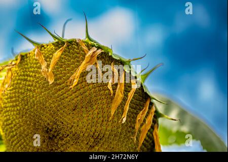 Selective focus on drooping sunflower head after petals have wilted Stock Photo