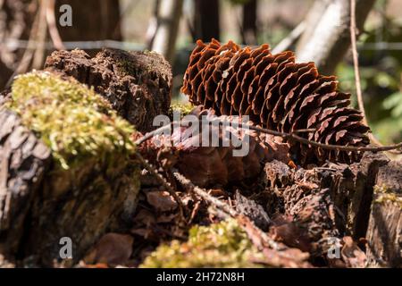 Big brown fir cones on the mossy ground of the forest Stock Photo