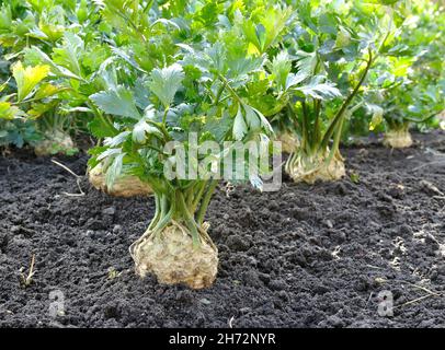 close-up of celery plantation (root vegetables)  in the vegetable garden Stock Photo