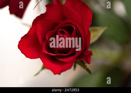 Red rose on a dark green background. The structure of the petals of the flower. One rose from a bouquet. Stock Photo