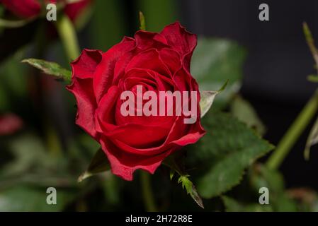 Red rose on a dark green background. The structure of the petals of the flower. One rose from a bouquet. Stock Photo
