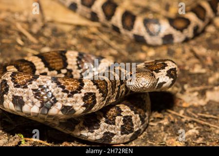 Eastern Milk Snake (Lampropeltis triangulum) Stock Photo