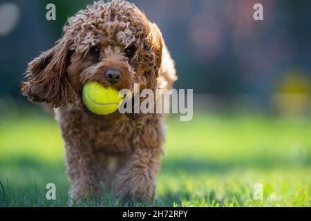 Portrait of an adorable Cavapoo dog holding a tennis ball in a park on a sunny day Stock Photo