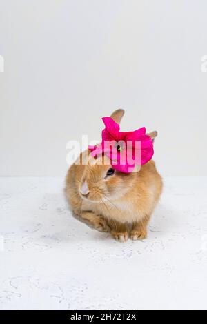 Ginger rabbit with a pink flower on a white background. The basis for the postcard. Place for an inscription. Stock Photo