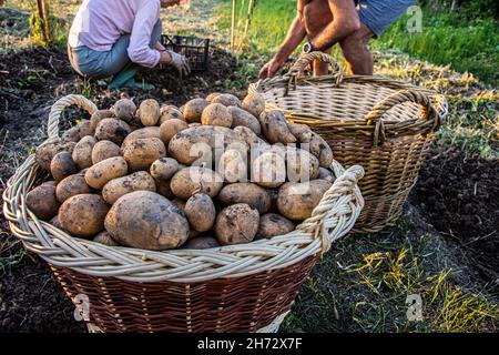 family harvesting potatoes in vegetable garden Stock Photo