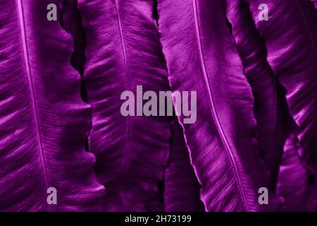 Natural background with beautiful juicy velvet violet leaves. Stock Photo