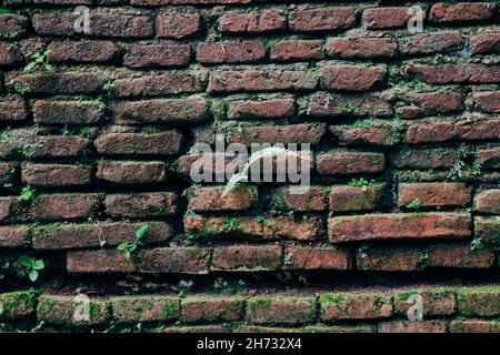 Brick wall with moss growing out of it Stock Photo
