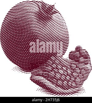 Engraved garnet fruit illustration concept Stock Vector
