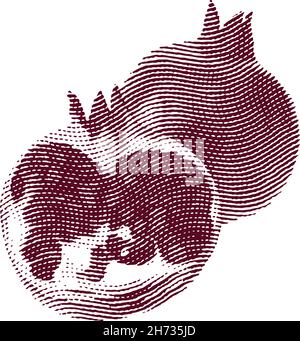 Engraved garnet fruit illustration concept Stock Vector