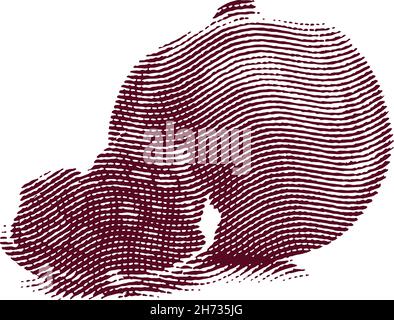 Engraved garnet fruit illustration concept Stock Vector