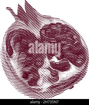 Engraved garnet fruit illustration concept Stock Vector