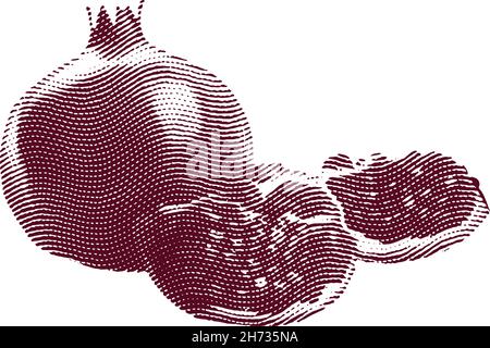 Engraved garnet fruit illustration concept Stock Vector