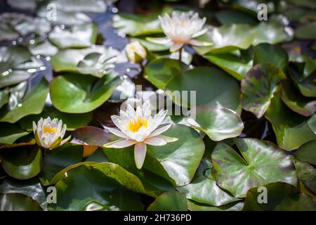 The white lotus flower is blooming beautifully. Stock Photo