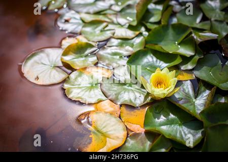 The white lotus flower is blooming beautifully. Stock Photo