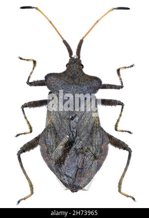 Coreus marginatus bug specimen Stock Photo