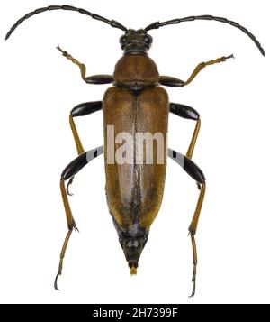 Stictoleptura rubra beetle specimen Stock Photo