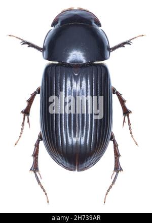 Aphodius rufipes beetle specimen Stock Photo